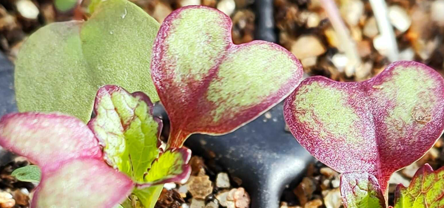 In gesprek met tuinderij het Groene Boord